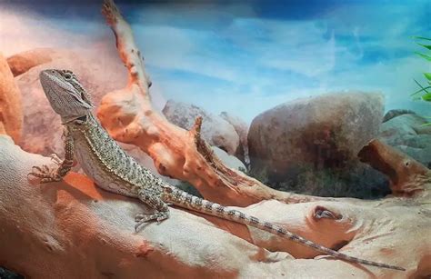 Bearded Dragon Habitat: 7 Tips To Setup The Best Enclosure