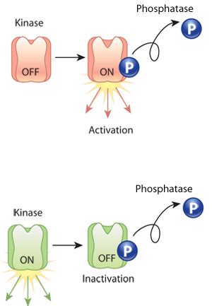 The phosphorylation of a protein can make it active or inactive ...