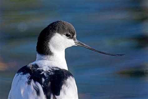 Avocet: Characteristics, Diet, Facts & More [Fact Sheet]