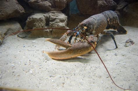 Homarus gammarus - Facts, Diet, Habitat & Pictures on Animalia.bio