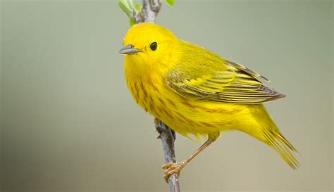 Yellow Warbler : Minnesota Breeding Bird Atlas