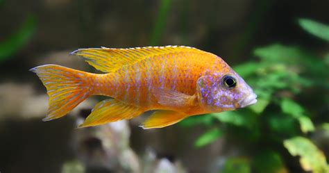 Peacock Cichlids Care and Breeding Guide - The Aquarium Guide