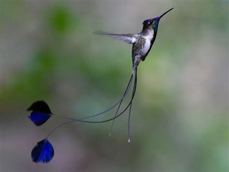 Marvelous Spatuletail - eBird