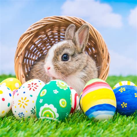 Easter & Bunnies – Your Home Pet Care