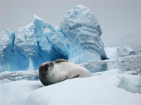 Antarctic Seals | Ice Stories: Dispatches From Polar Scientists