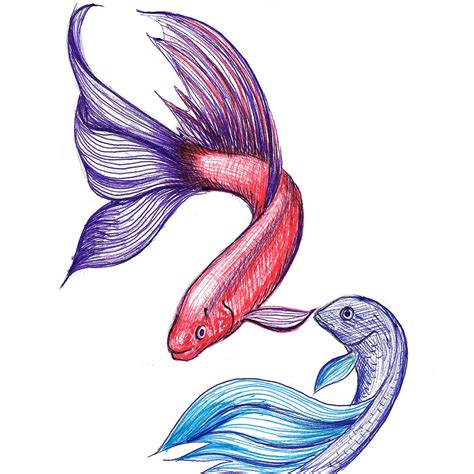 Beta Fish Drawing | Free download on ClipArtMag