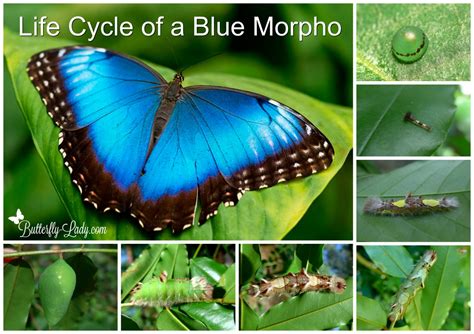 Life Cycle of the Blue Morpho Butterfly – Butterfly Lady