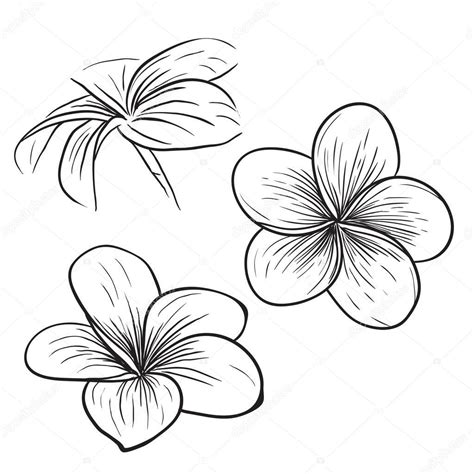 Frangipani flower tattoo designs | Plumeria frangipani tropical flower ...