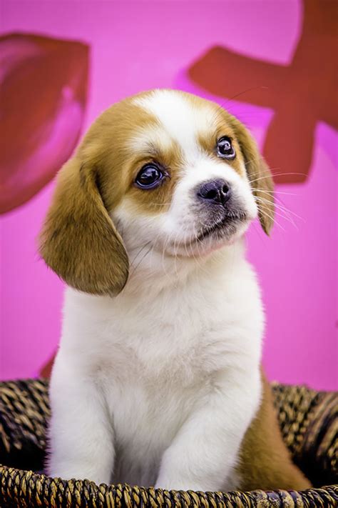 Beaglier Dog Breed: Profile, Personality, Facts