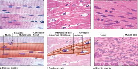 100 Histology Muscle Ideas Muscle Skeletal Muscle Histology Slides ...