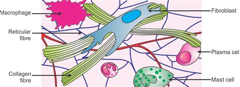 (a) Name the connective tissue that is found between skin and muscles ...