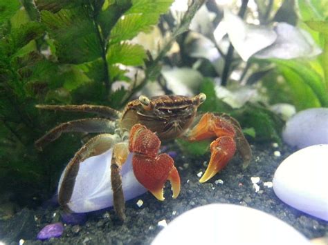 11 Awesome Freshwater Crabs for Your Aquarium (With Pictures)