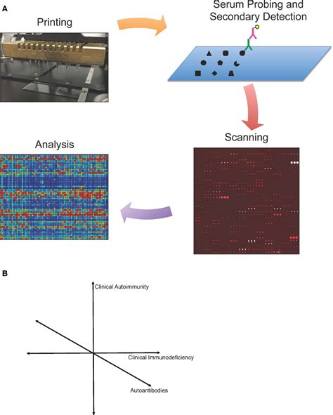 Frontiers | Protein Microarrays: A New Tool for the Study of ...