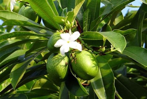 mango tree fruit leaves flower - Regeneration International