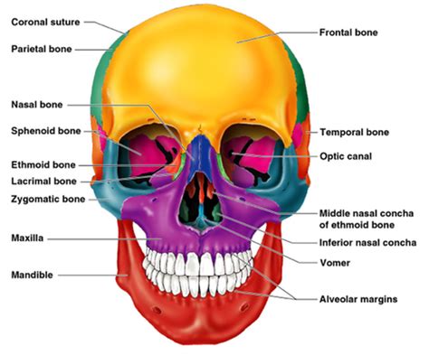 Skull Flashcards | Quizlet