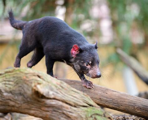 Featherdale Wildlife Park - Best Photo Spots