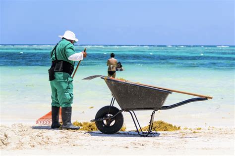 How Much Seaweed To Expect On Cancun Beaches This Winter - Cancun Sun