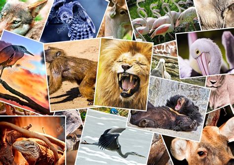 Different animals collage Stock Photo by ©DarioStudios 13767642