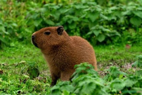 Capybara Size: How Much Do Capybaras Weigh?