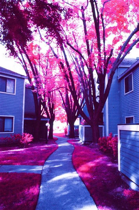 Infrared Photography metered for the mid-tones - The Darkroom Photo Lab