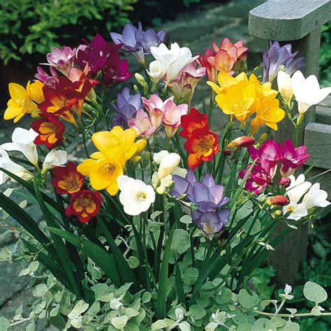 Buy Freesia Plant - Bagh.pk