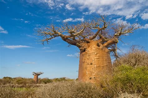 Adansonia (baobab) - Madagascar, the Unbelievable Island