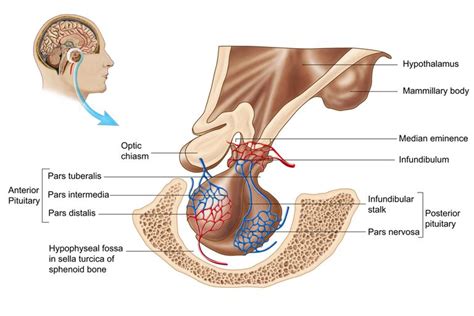 Pituitary Gland - Function and Hormone Production