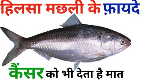 Hilsa fish benefits for human body || हिलसा मछली के फ़ायदे - YouTube