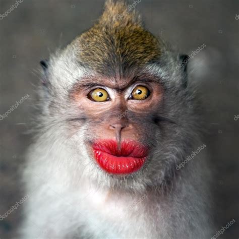 Funny monkey with a red lips Stock Photo by ©watman 70253417