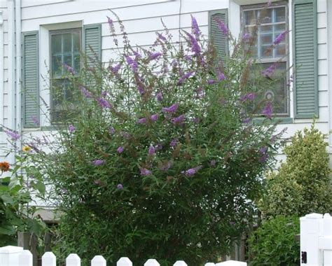 Deer Resistant Evergreen Shrubs - ZMHW SIDNEY WHITFIELD BLOG'S