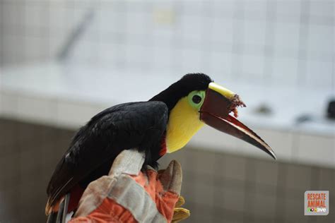 After a cruel attack, an injured toucan will get its beak back ...