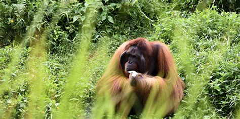 The Rimba Raya Biodiversity Reserve Project - Ostrom Climate