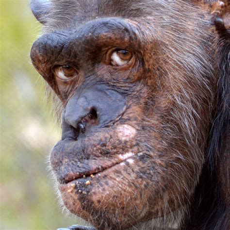 Chimpanzee facts and figures - AAP English