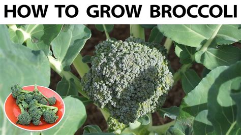 How to grow broccoli from seed to harvest - A complete guide - YouTube