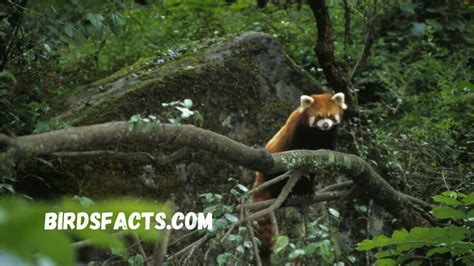 The Red Panda Habitat Understanding the Natural Home of This Endangered ...