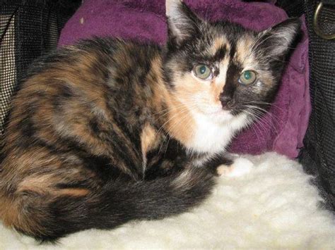 American Shorthair calico female for Sale in Lebanon, Pennsylvania ...