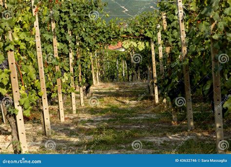 Vineyard in Italy stock photo. Image of grape, growth - 43632746