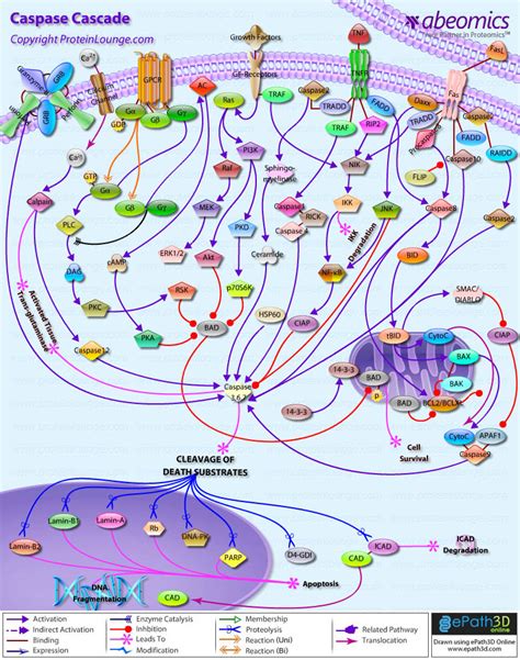 Caspase Cascade pathway