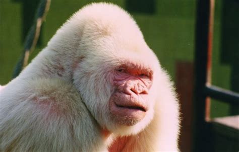 Snowflake the Albino Gorilla Was Inbred | Albino Animals | Live Science