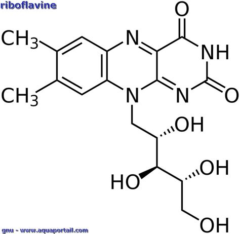 Riboflavine : définition et explications