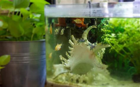 How Many Fish in a 5-Gallon Tank? - AquariumNexus