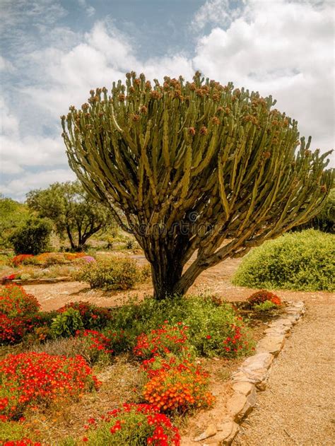 Indigenous Plants Flora Western Cape South Africa Stock Photo - Image ...