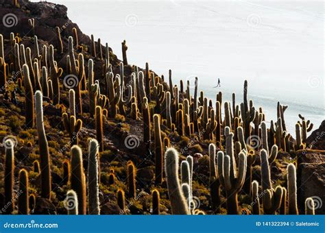 Cactus Island in the Bolivian Salt Flat of Uyuni Stock Photo - Image of ...