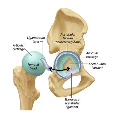 Acetabular Labral tears: Symptoms, Causes, Treatments - PJS