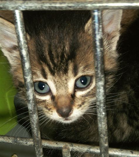 Animal Abuse : Help To Stop and Prevent Animal Abuse