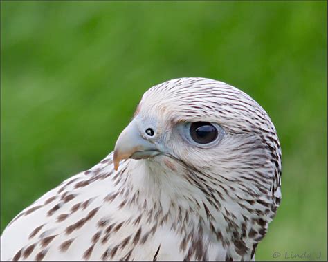 Bird of Prey, "The White Falcon" This Bird belongs to Jona… | Flickr