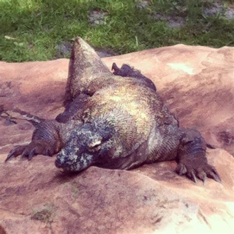 Animal Kingdom's Komodo Dragon - Living a Disney LifeLiving a Disney Life