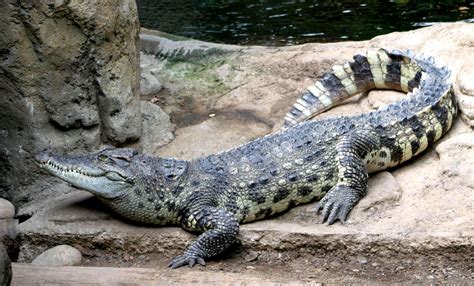 Siamese Crocodile | Creatures of the World Wikia | Fandom