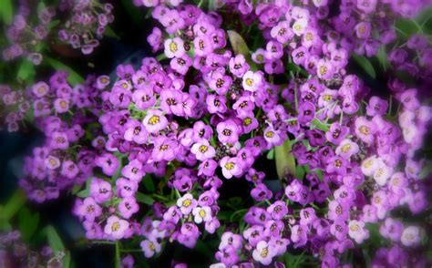 Romantic Flowers: Alyssum Flower