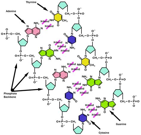 Dna Vs Rna Structure Diagram Dna Vs Rna Chemical Structure